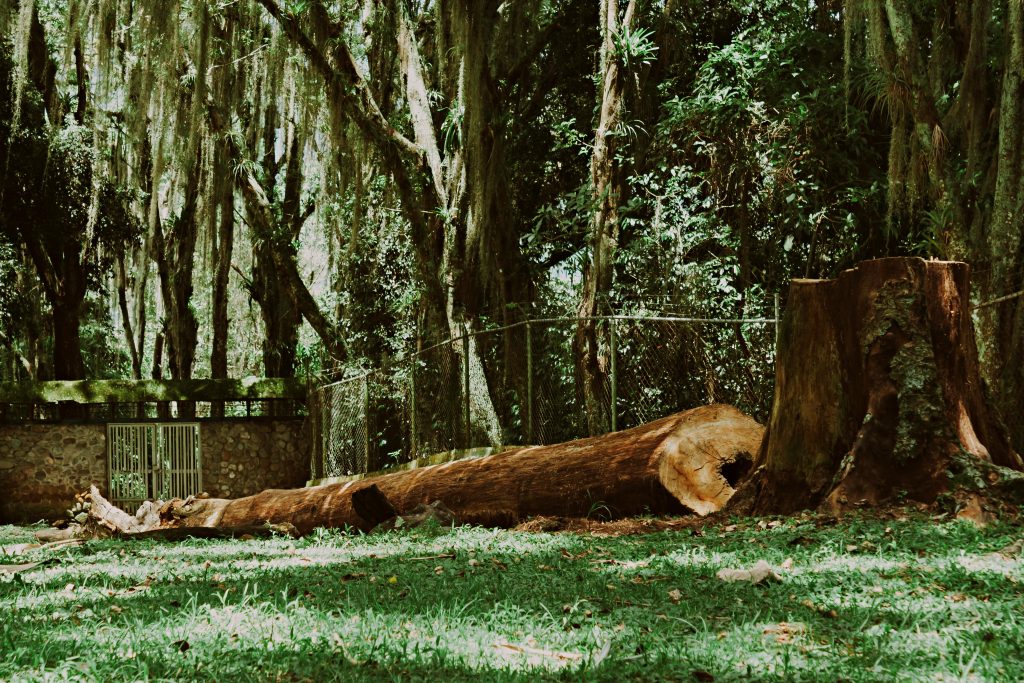 Fallen tree trunk with forest background